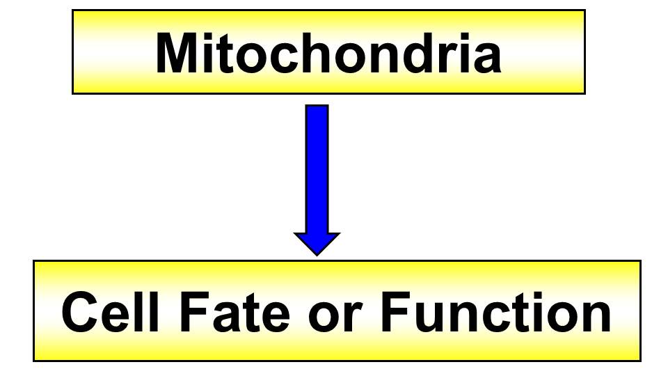 Evolving Concept Of Mitochondria Navdeep S Chandel Mitochondria As