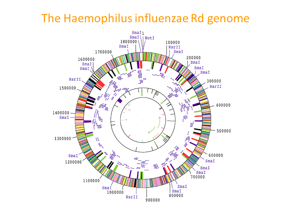 haemophilus influenzae slide