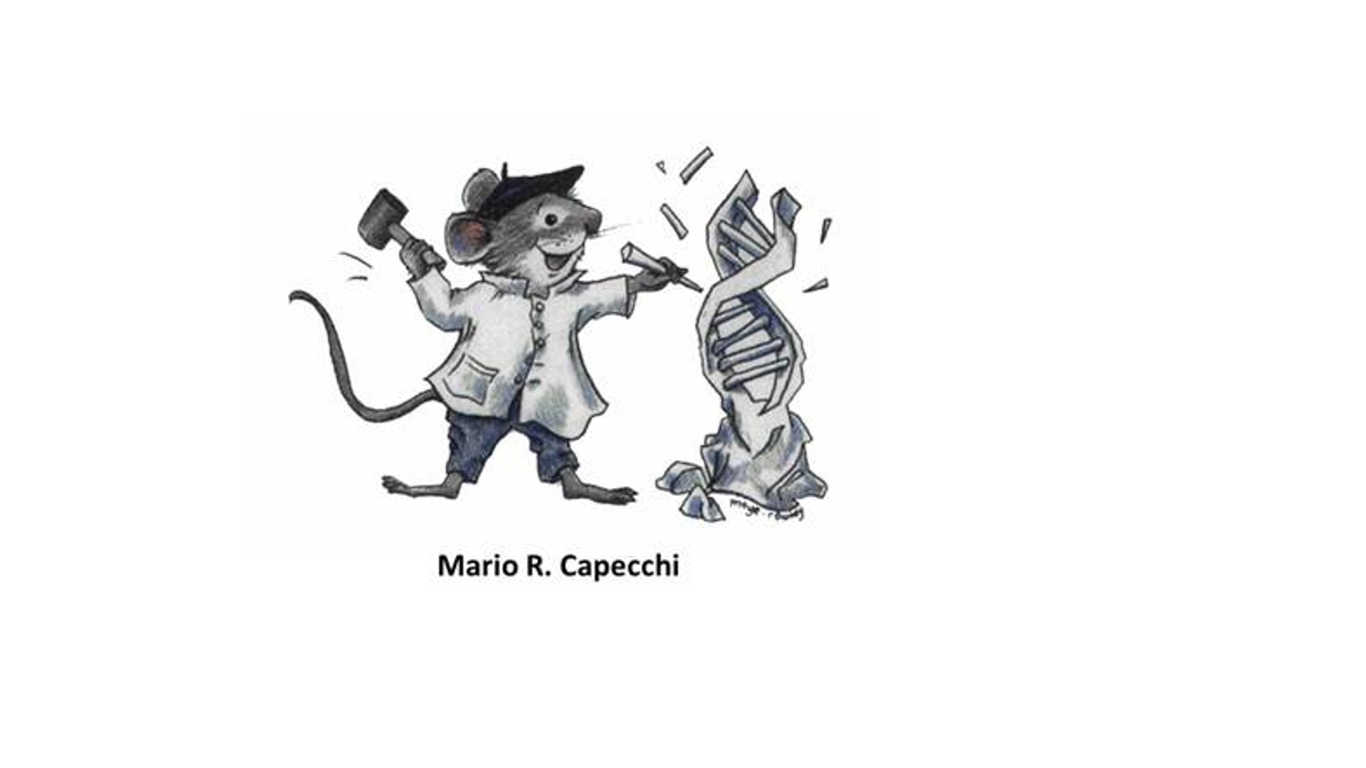 Homologous Recombination in Mice - Slides