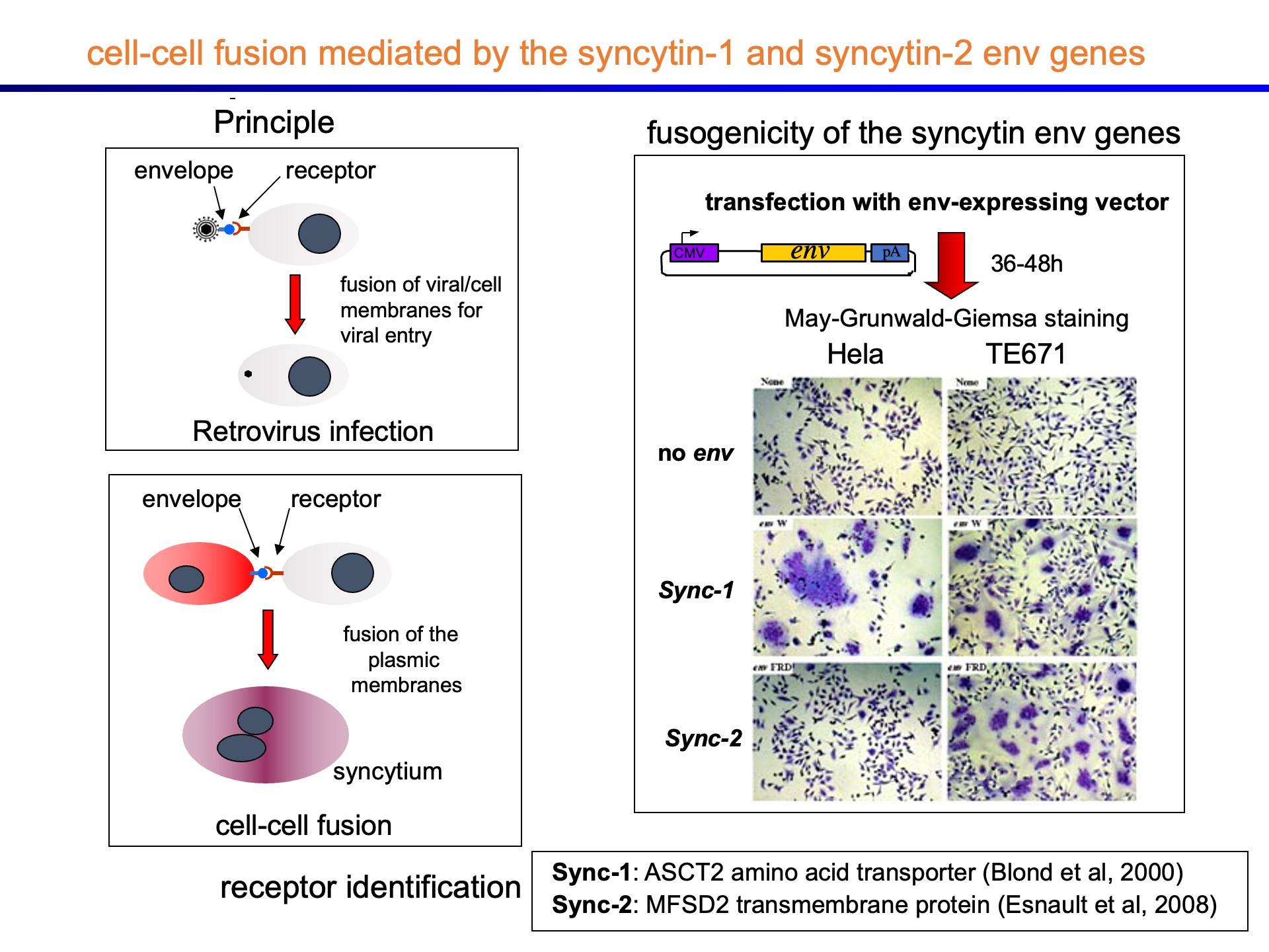 Fifty Years of Reverse Transcriptase - Thierry Heidmann - Retroelements ...