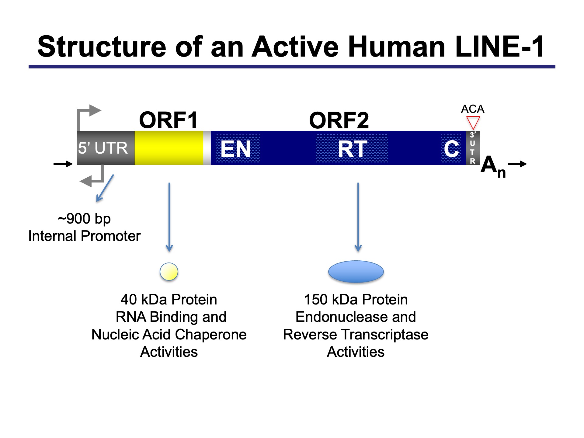 Fifty Years of Reverse Transcriptase - John V. Moran - The impact of ...