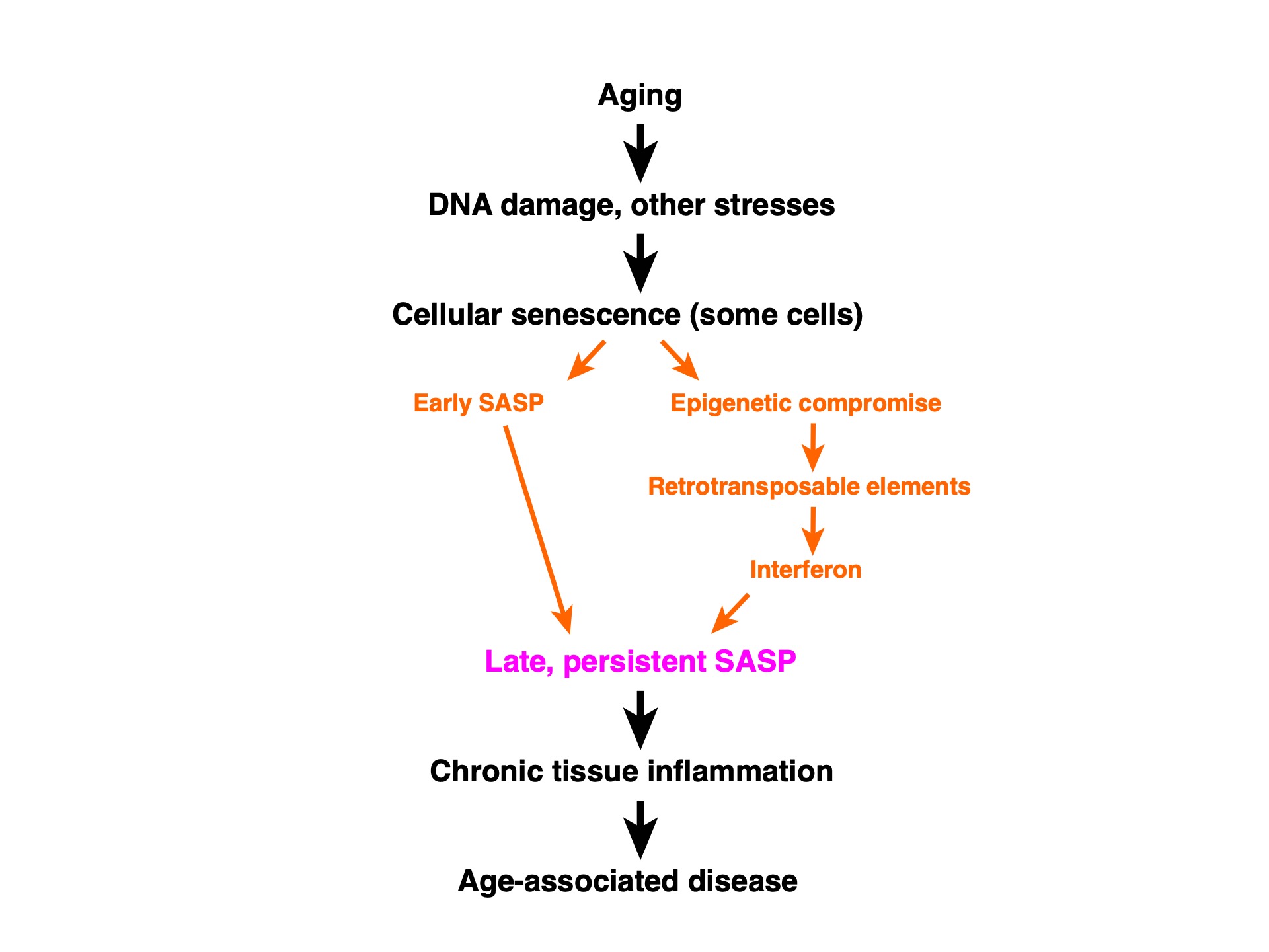 Derepression Fifty Years of Reverse Transcriptase - John M. Sedivy - Retrotransposon ...