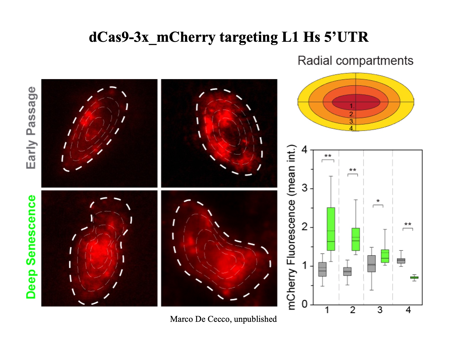 Derepression Fifty Years of Reverse Transcriptase - John M. Sedivy - Retrotransposon ...