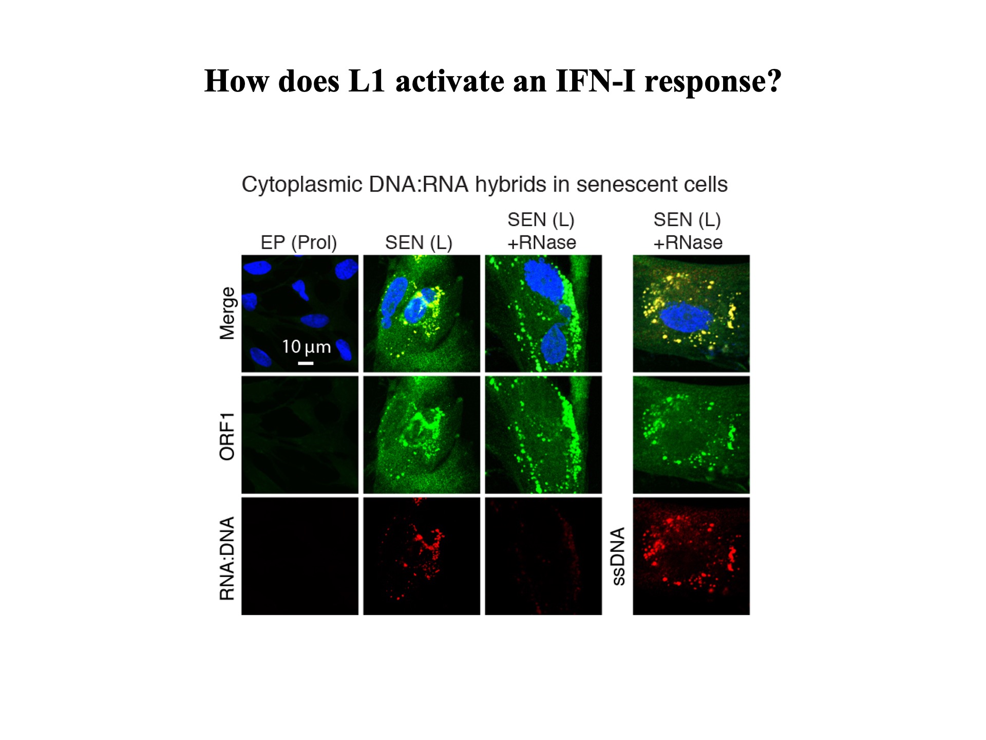 Derepression Fifty Years of Reverse Transcriptase - John M. Sedivy - Retrotransposon ...