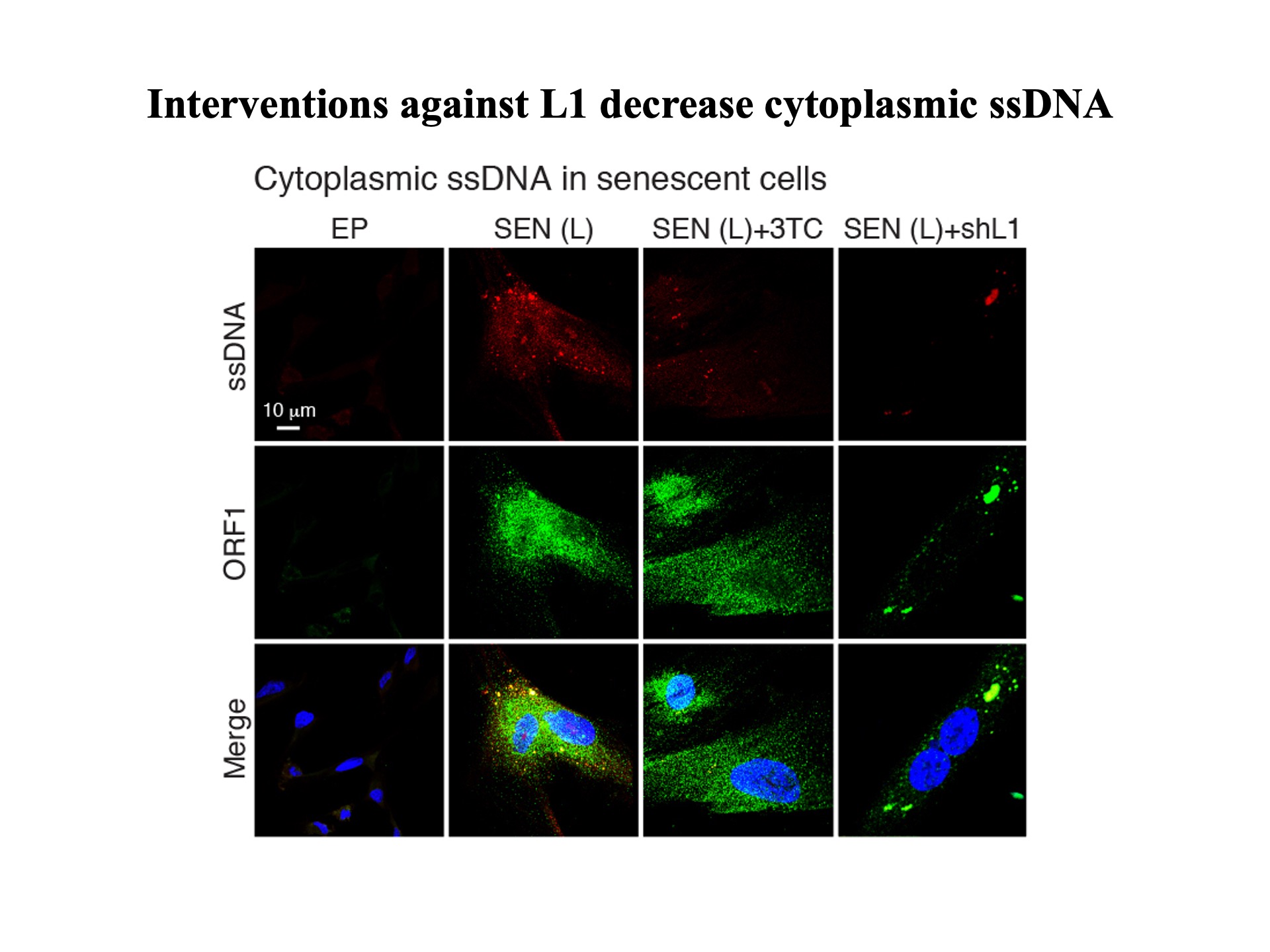 Fifty Years of Reverse Transcriptase - John M. Sedivy - Retrotransposon ...