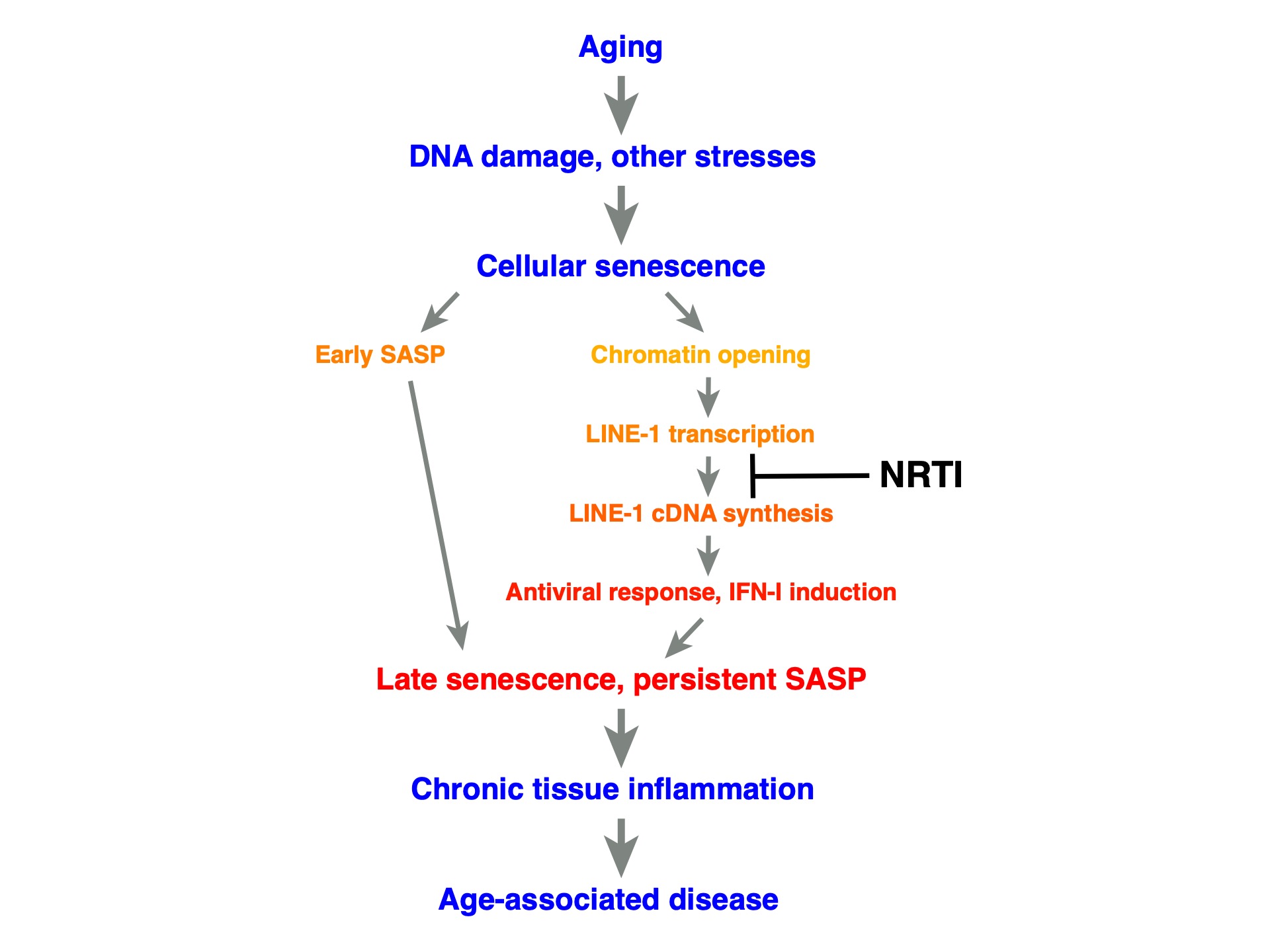 Derepression Fifty Years of Reverse Transcriptase - John M. Sedivy - Retrotransposon ...