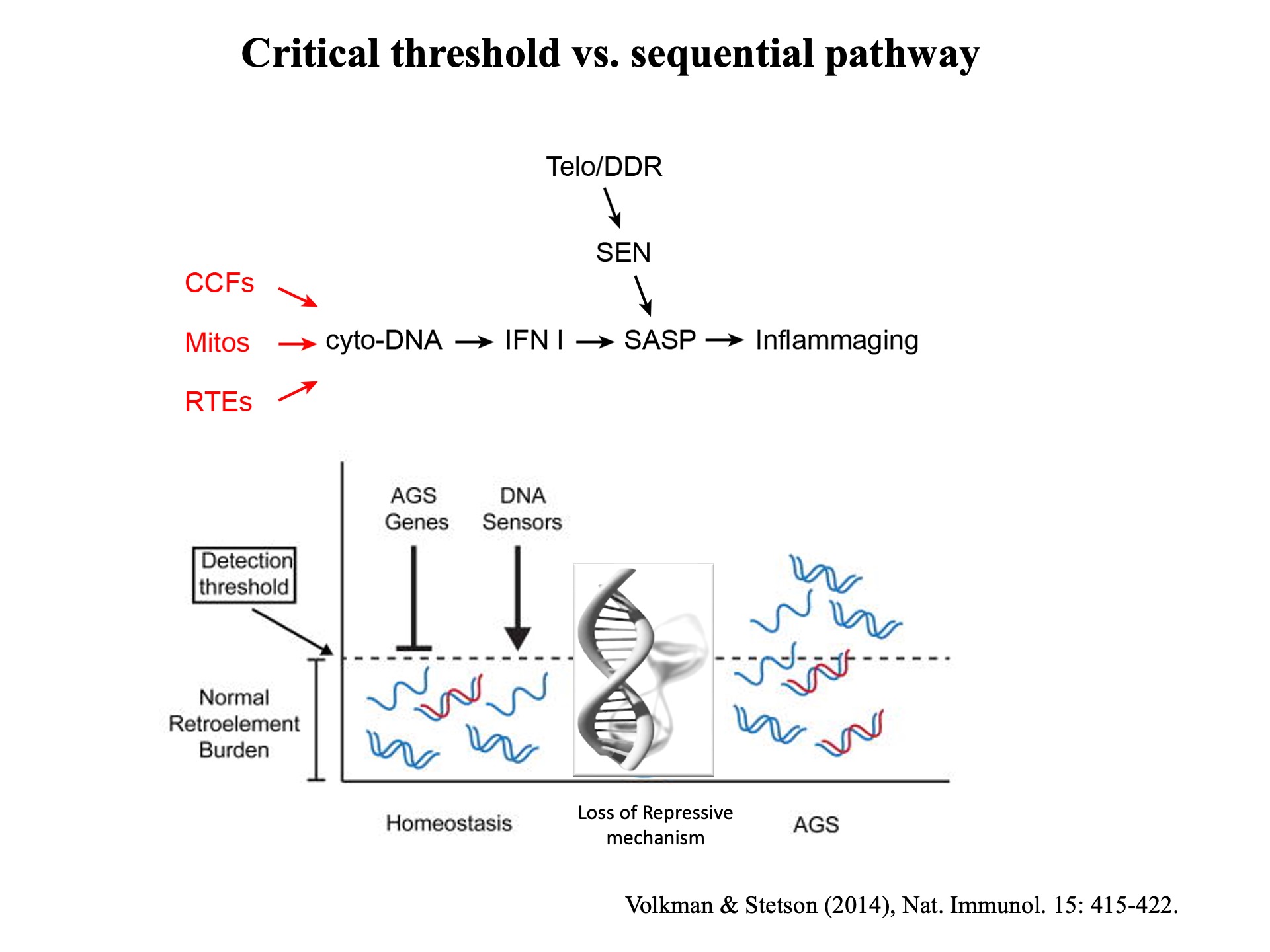 Derepression Fifty Years of Reverse Transcriptase - John M. Sedivy - Retrotransposon ...