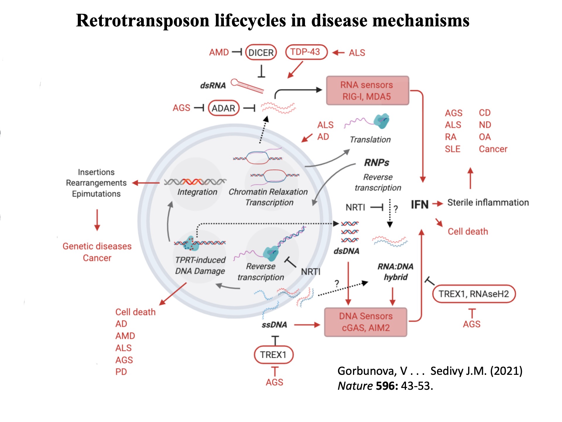 Fifty Years of Reverse Transcriptase - John M. Sedivy - Retrotransposon ...