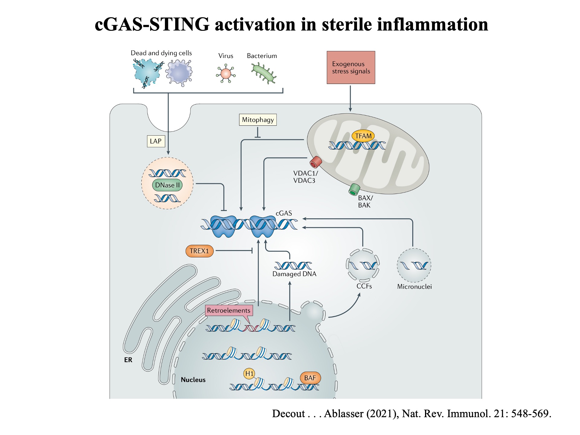 Fifty Years of Reverse Transcriptase - John M. Sedivy - Retrotransposon ...
