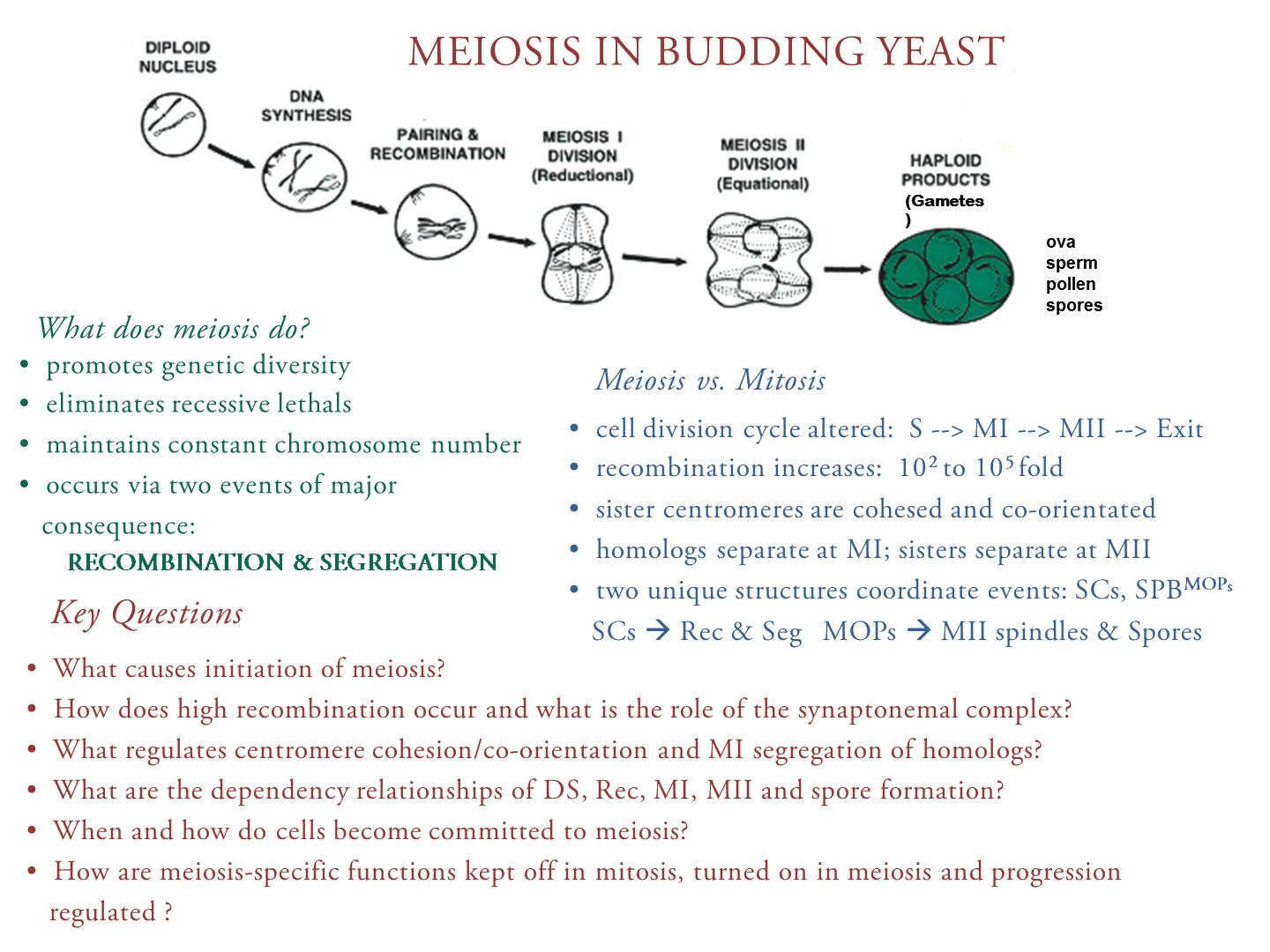 Yeast Research Meeting - R.E. Esposito - Understanding Meiosis