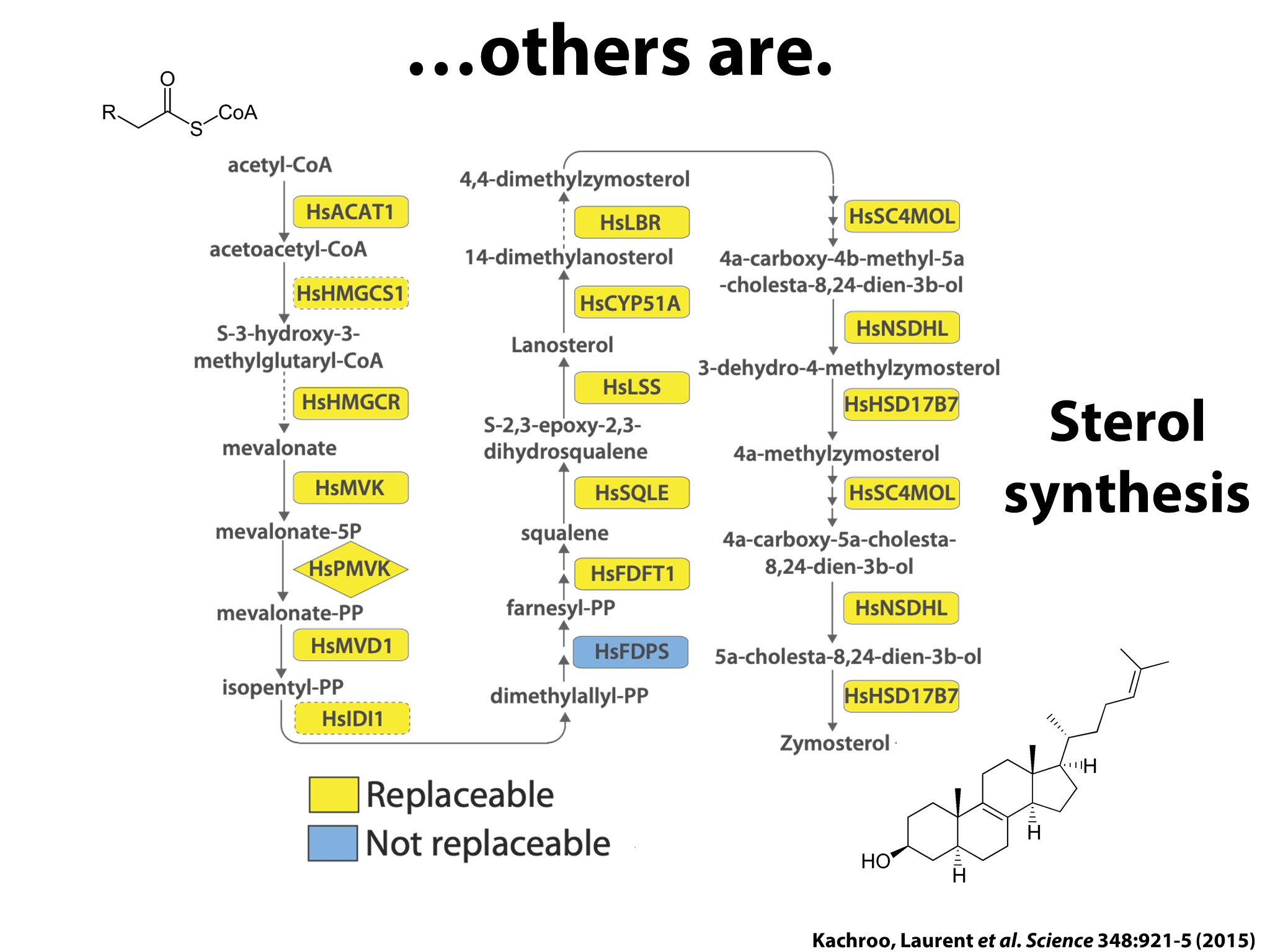 Yeast Research Meeting - Edward Marcotte - Bloody yeast! From humanized ...