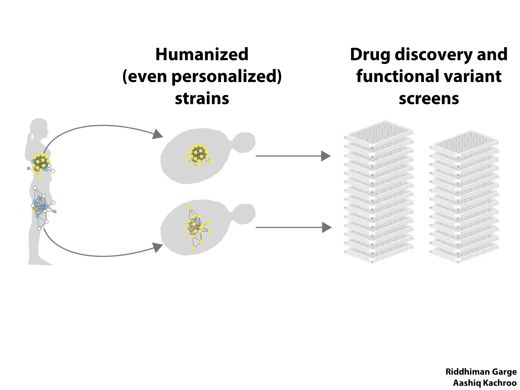 Yeast Research Meeting - Edward Marcotte - Bloody yeast! From humanized ...