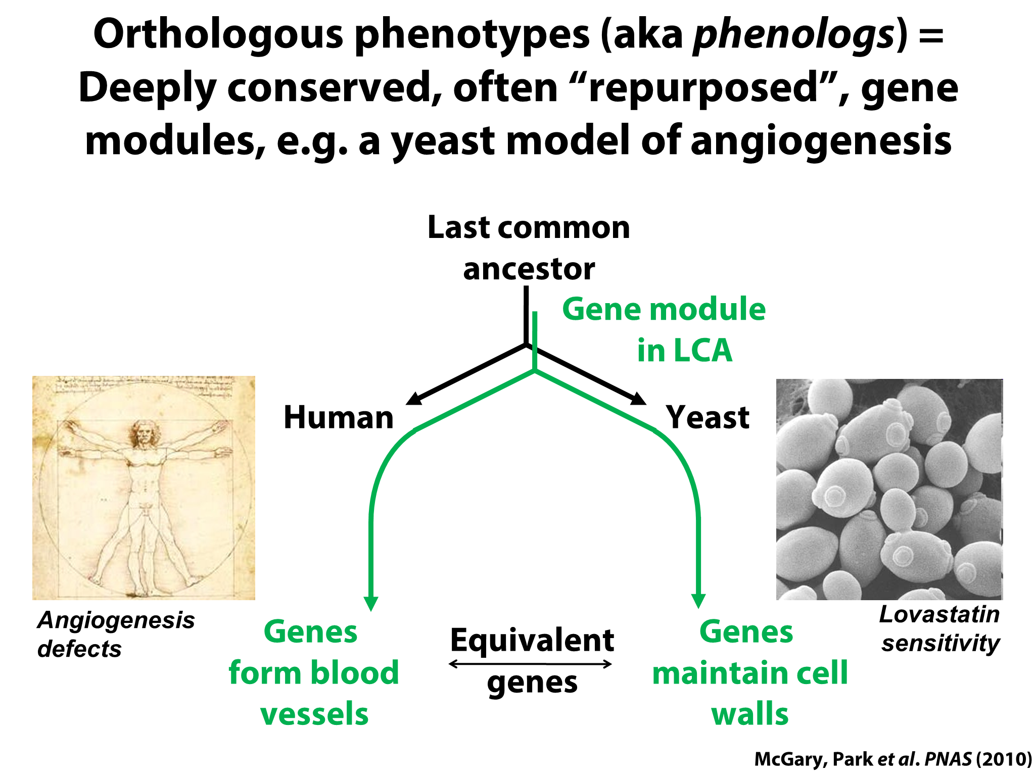 Yeast Research Meeting - Edward Marcotte - Bloody yeast! From humanized ...