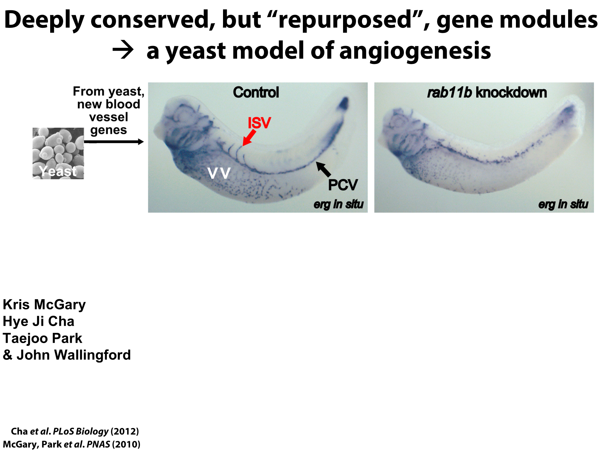Yeast Research Meeting - Edward Marcotte - Bloody yeast! From humanized ...