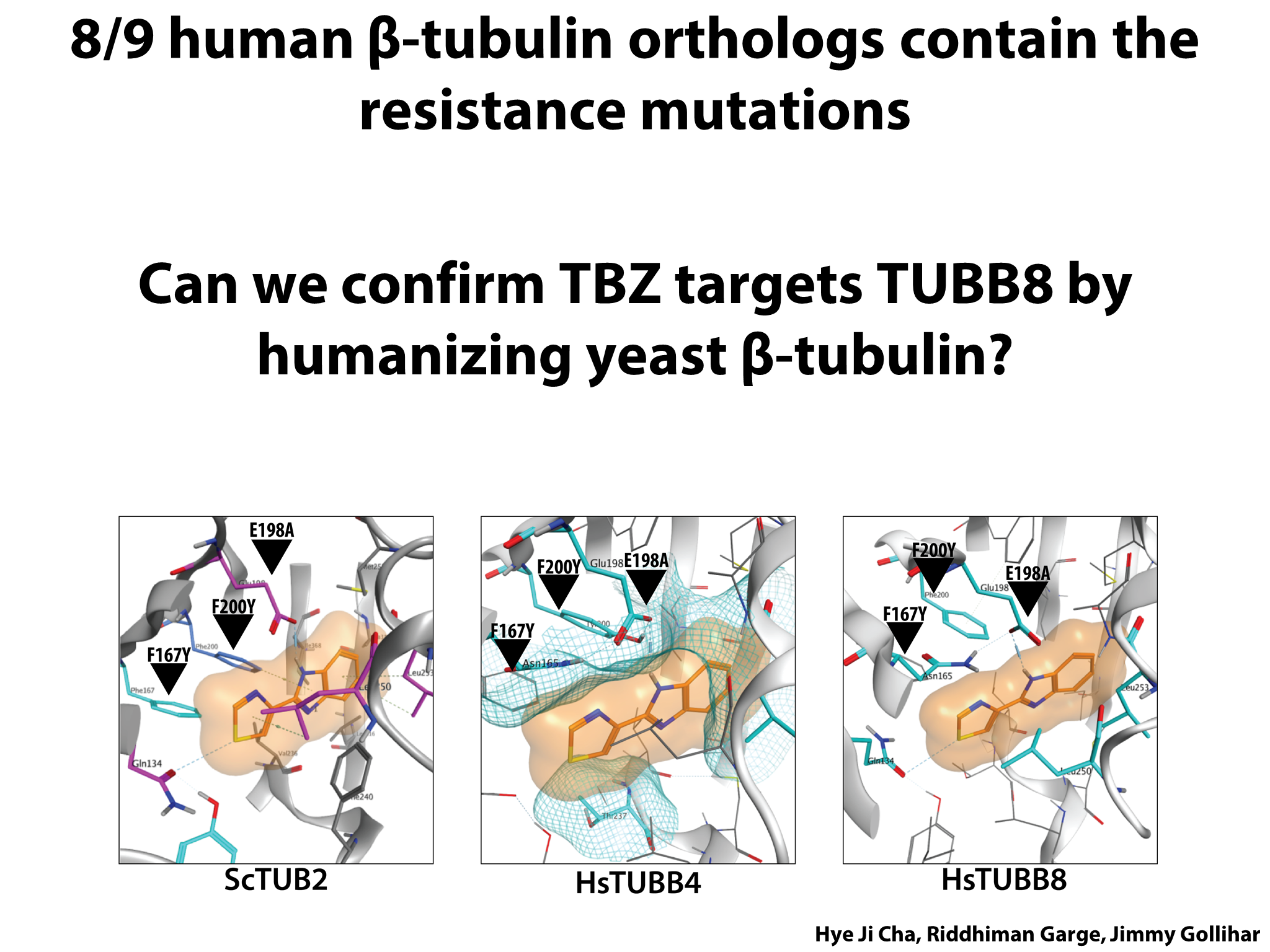 Yeast Research Meeting - Edward Marcotte - Bloody yeast! From humanized ...