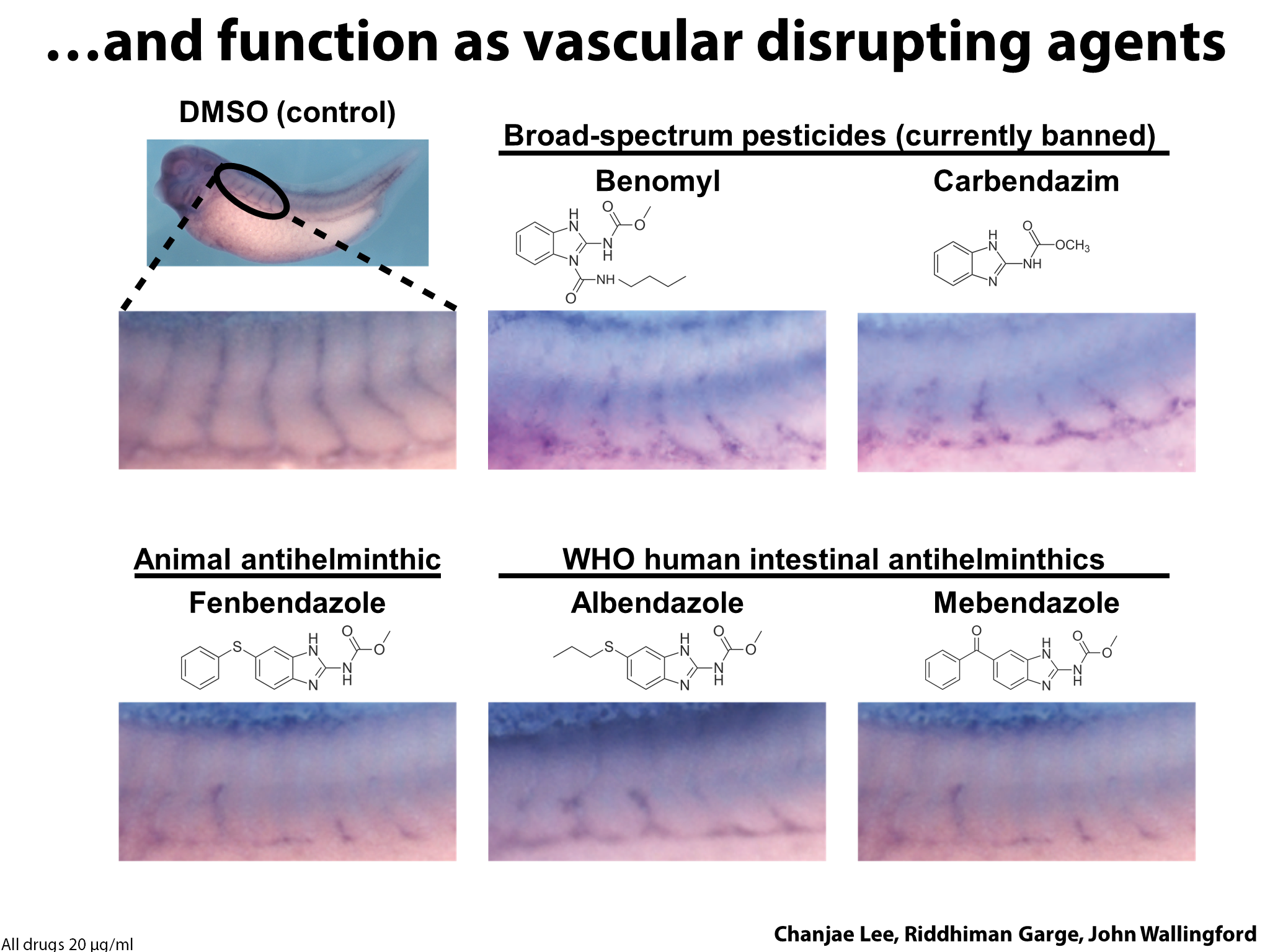 Yeast Research Meeting - Edward Marcotte - Bloody yeast! From humanized ...