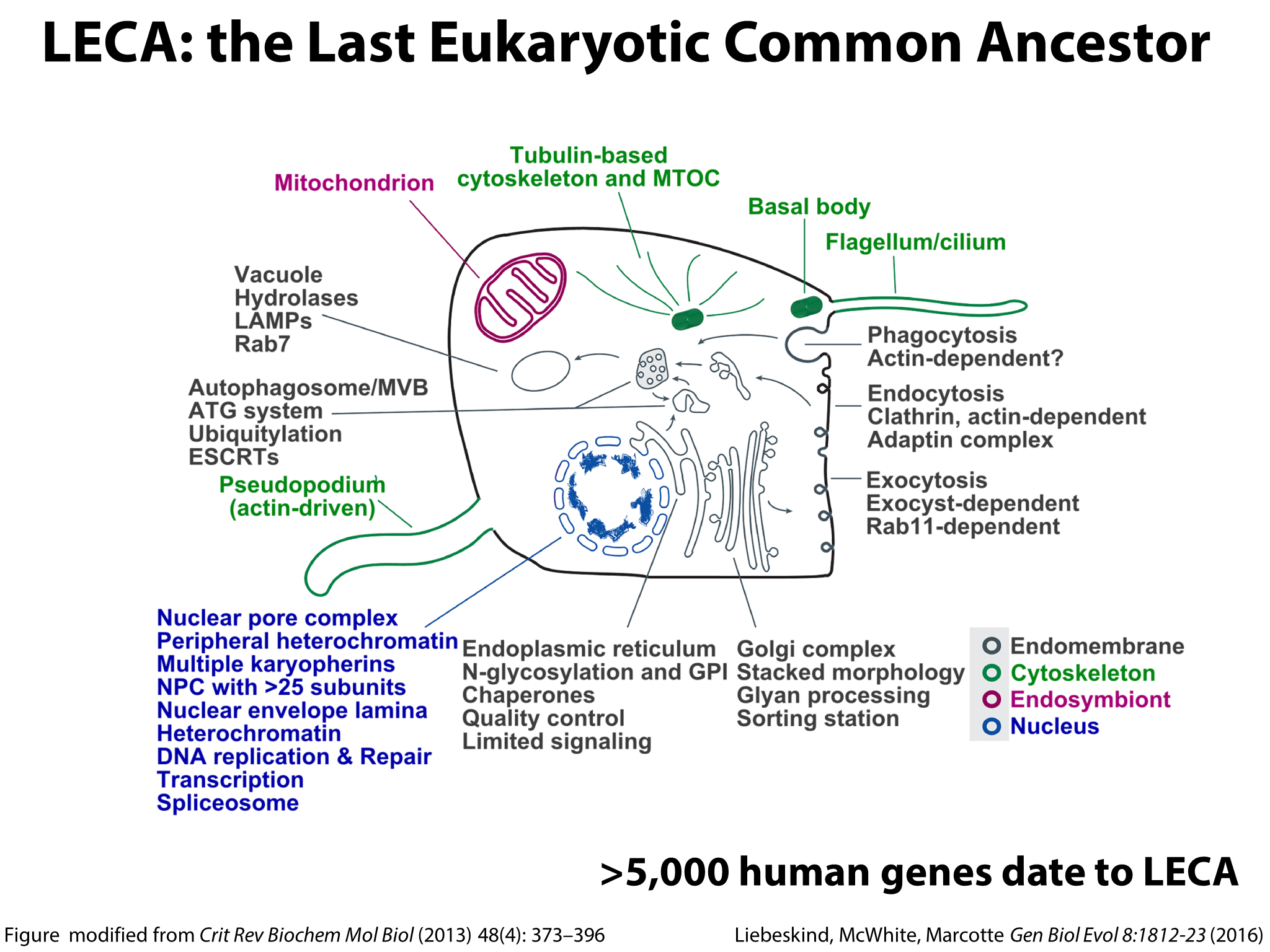 Yeast Research Meeting - Edward Marcotte - Bloody yeast! From humanized ...