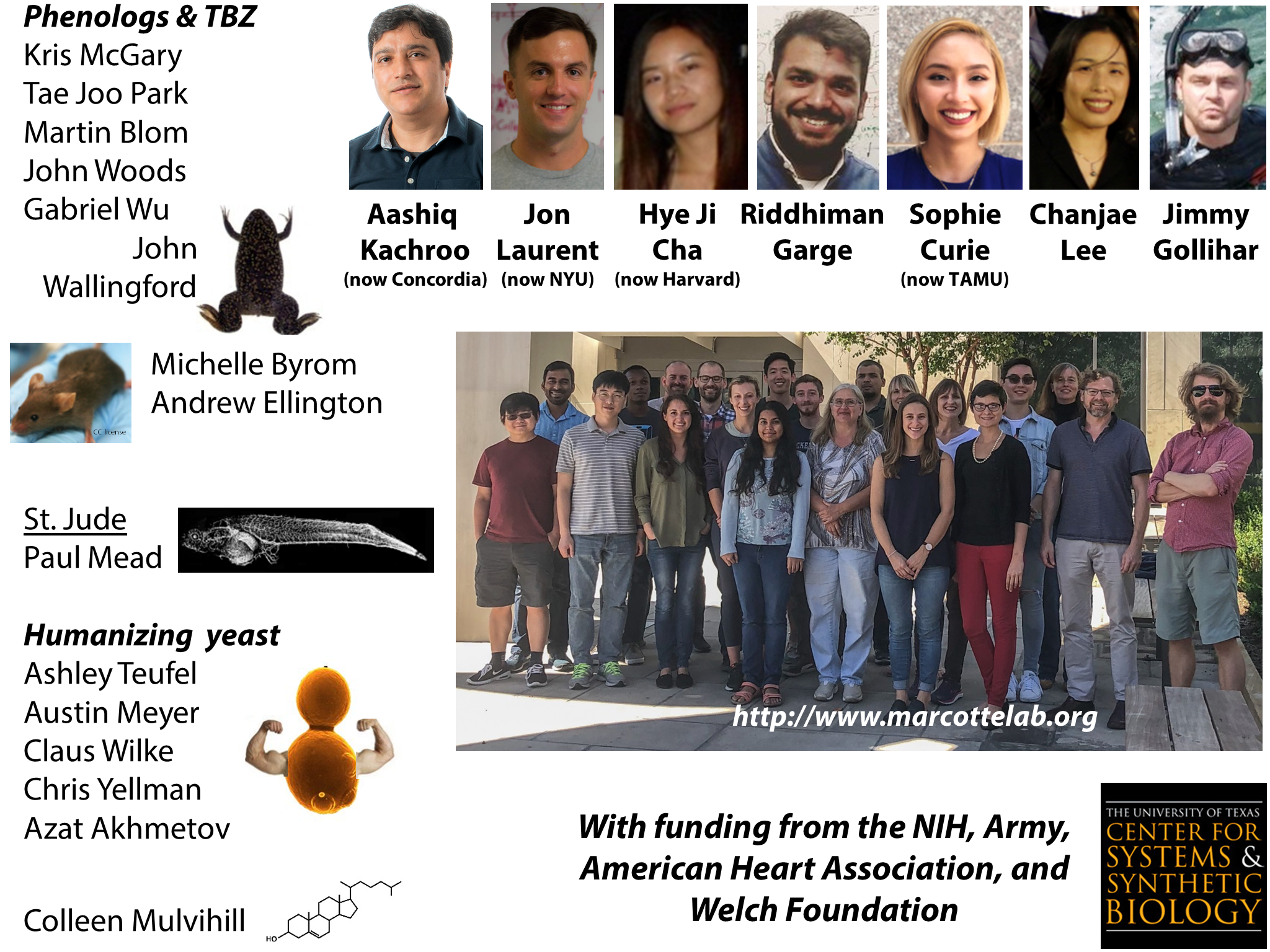 Yeast Research Meeting - Edward Marcotte - Bloody yeast! From humanized ...