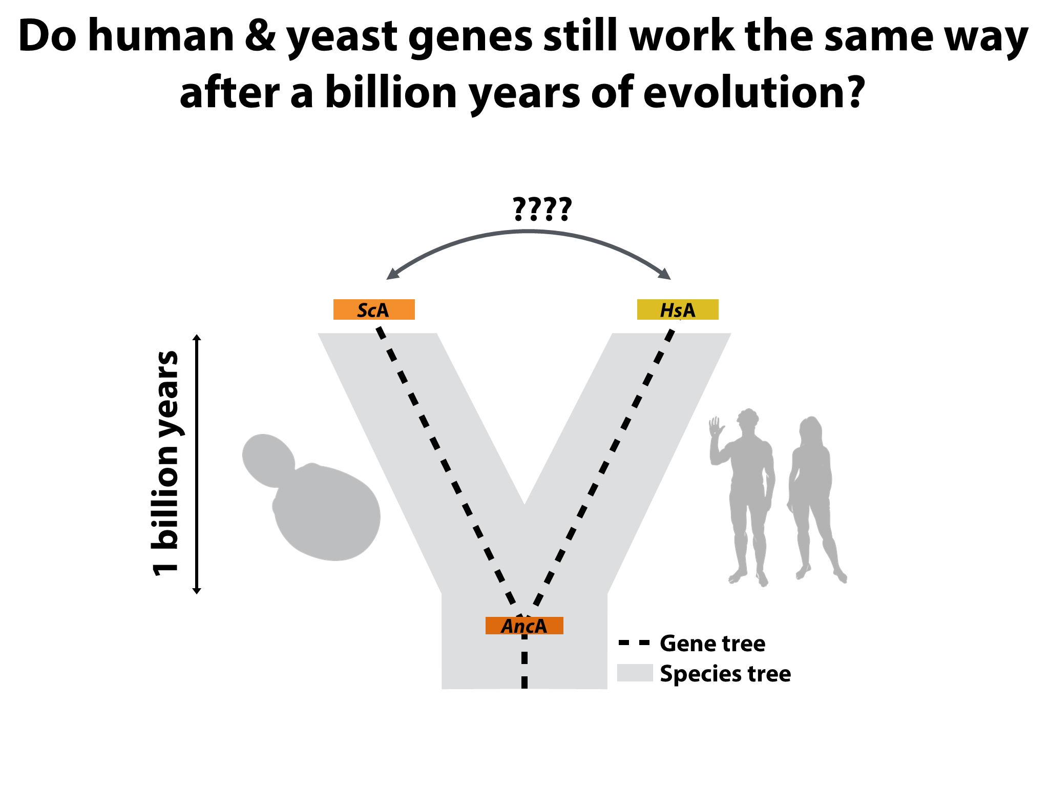 Yeast Research Meeting - Edward Marcotte - Bloody yeast! From humanized ...