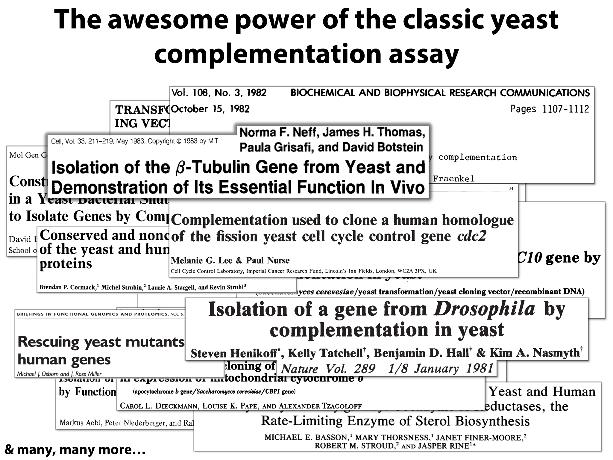 Yeast Research Meeting - Edward Marcotte - Bloody yeast! From humanized ...