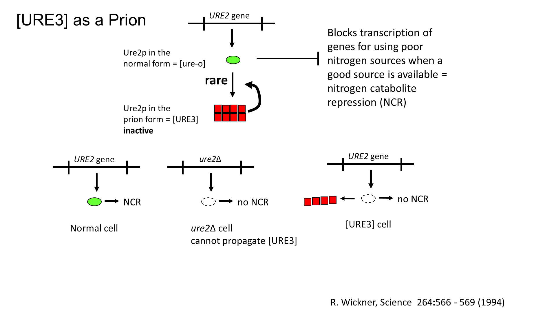 Yeast Research Meeting - Reed Wickner - Antiprion and antiviral systems ...